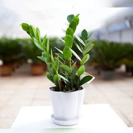 绿植 金钱树 小盆栽花卉室内客厅观叶植物 桌面多肉盆景 包邮