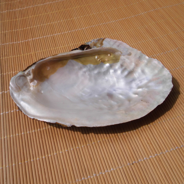 特价天然海螺贝壳 15厘米珍珠贝 大蚌壳 大蛤 创意香皂盒烟缸盆栽