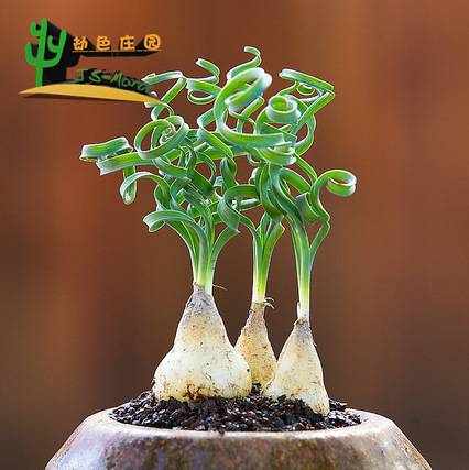 多肉植物 風信子科 albuca concordiana 寬葉彈簧草 種子