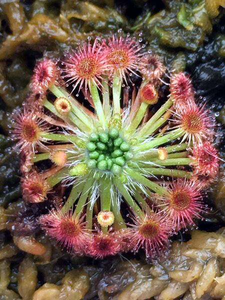 【食虫植物】helodes迷你茅膏菜冬芽