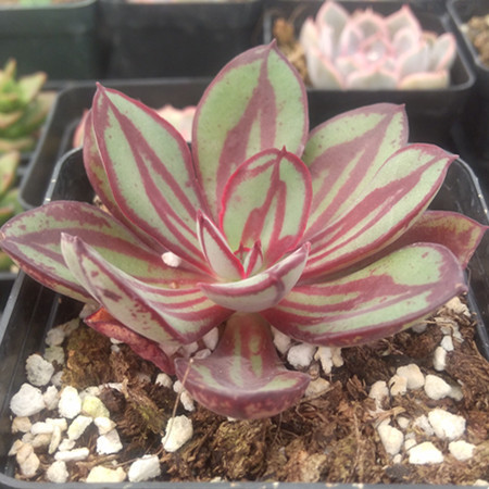 丸叶红司| 景天科石莲花属