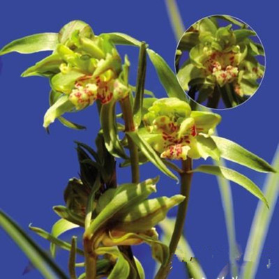 1元起拍 兰花蕙兰群英荟萃4苗 老品种 壮苗铭品兰花苗 绿植盆栽