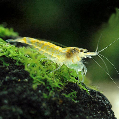 观赏虾黄金米虾宽金背小虾活体活宠物虾除藻虾水晶虾活体4只一组-淘宝网