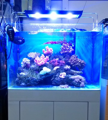 全国包邮全新积光zetlight zg5200 水族海水珊瑚led灯 sps版 144w