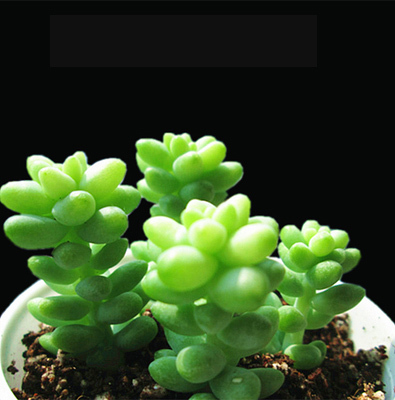 新玉缀 玉珠帘 新玉坠 新玉串 景天科 果冻色 早安日光多肉植物