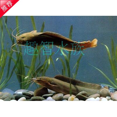 胡子鲶奶牛猫小丑鱼小丑武士大型鲶鱼热带观赏鱼冷水鱼活体原生鱼