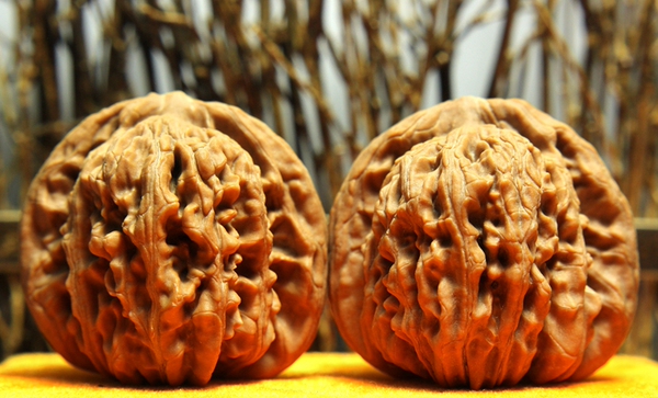 6把玩矮桩大肚菊花底四座楼狮子头j2846