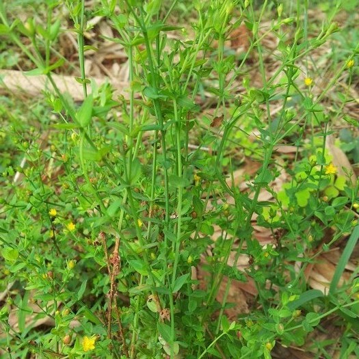 大叶田基王草药图片图片