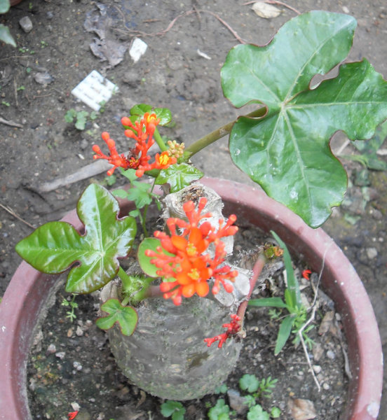 观花观果观植株佳品带花发货佛肚树大肚海棠5公分粗度直径左右