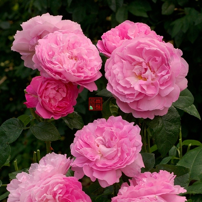 a35玛丽玫瑰(玛丽罗斯)青莲居奥斯汀玫瑰2加仑扦插1.5年月季种苗