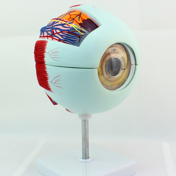 enovo正品高端专业版医用人体眼球解剖模型 眼球结构教学五官眼科