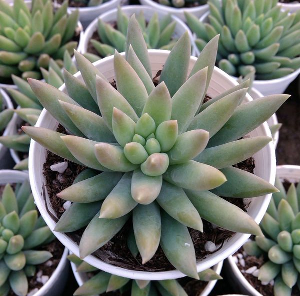 玉珠帘景天科,景天属,多肉植物批发