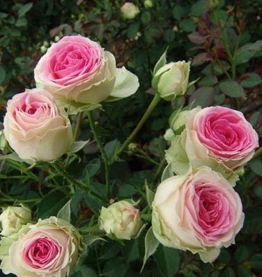 小伊甸园mimi eeden 灌木 微型月季