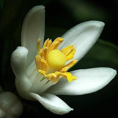 苦橙花精油 neroli bigarade 提亮肤色缓和心跳加速