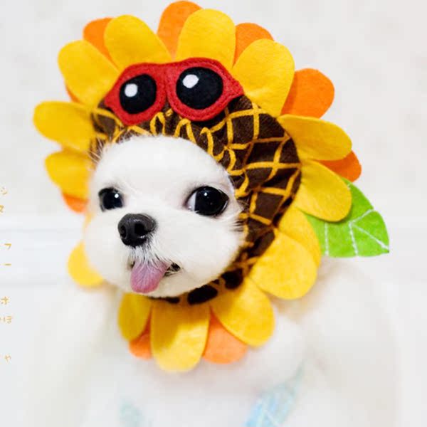 狗狗饰品头套狗狗帽子太阳花头套狗狗眼镜宠物帽子狗猫饰品猫帽子