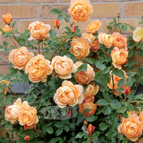 【天然月季园】欧月 夏洛特女郎 爬藤月季 绿植盆栽花卉赛蔷薇