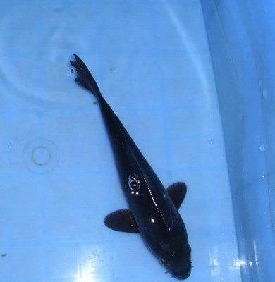 纯种日本锦鲤 黑锦鲤 锦鲤活体 鱼苗 乌黑墨锦鲤 观赏鱼包活 精品-淘宝网