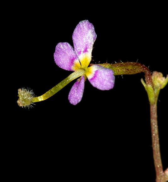 食虫植物— 丹波花柱草 可以"打飞"昆虫的家伙!