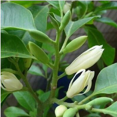 苗圃直销 十里飘香白兰花苗 盆栽庭院白兰花驱蚊香草 当年开花