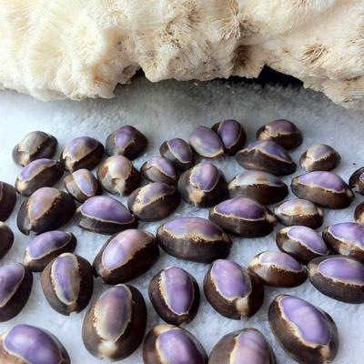 满39包邮海螺贝壳紫黑宝螺2-3cm地中海家居装饰品水族造景礼物