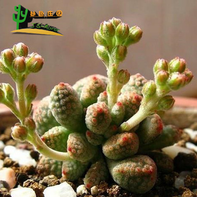 锁龙属 Crassula ausensis ssp titanopsis 火星兔子 种子