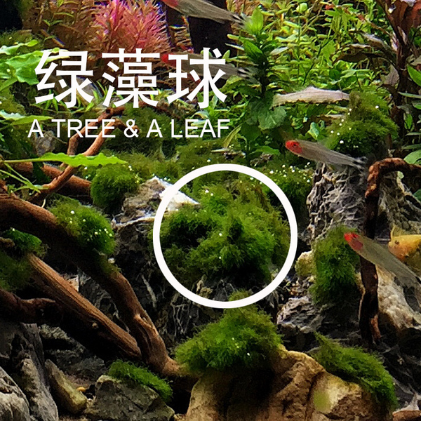 绿藻球 一木一叶水下叶 水草 造景 鱼缸装饰