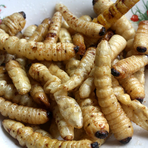 炸制美味柴虫 蛤虫 即食野味 零食 下酒菜 美味高蛋白