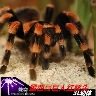墨西哥巨人红膝 3l幼体 宠物捕鸟蛛 蜘蛛活体 成体足展可达20cm