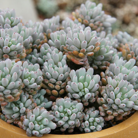 韩国进口多肉植物蓝豆老桩群生多头有根 爱萌多肉一物一拍