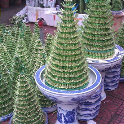 热销 精品盆栽水培植物 富贵竹 竹塔 塔竹 办公桌客厅摆放佳品