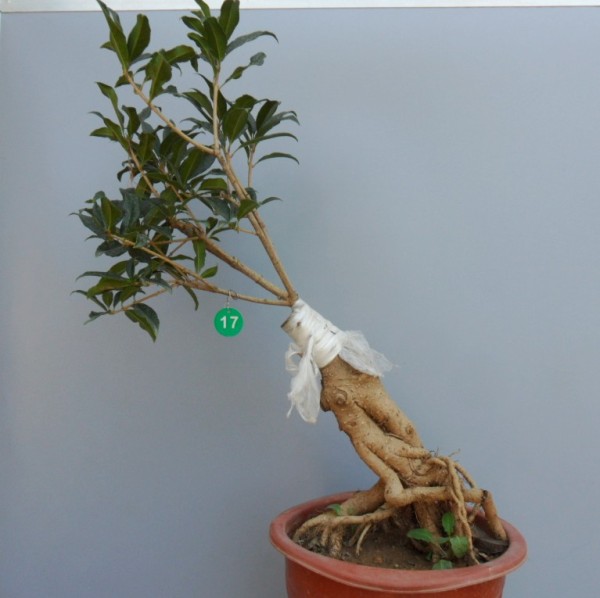 特价实物流苏嫁接多年老桩造型金桂盆景盆栽防辐射办公室植物创意