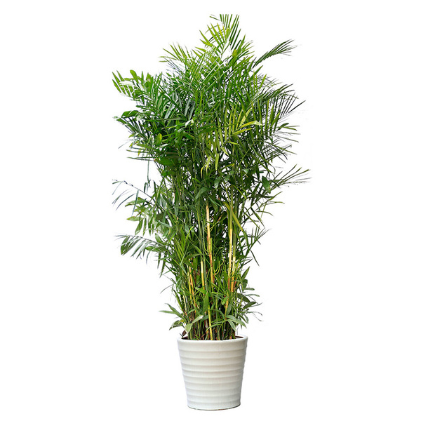 夏威夷竹子,富贵椰子,室内客厅大型除甲醛植物盆栽办公室绿植盆景