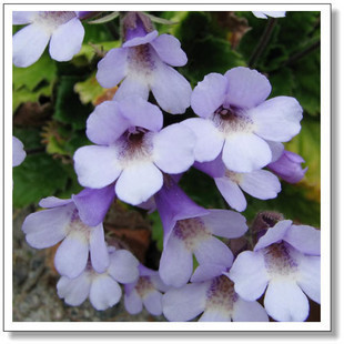 sg0679珍稀花卉 巴尔干苣苔-蓝鱼 2粒