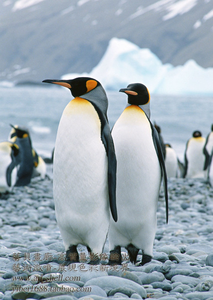061-动物画片.北极企鹅海豹.摄影素材.宠物店教室布置.无框画选图