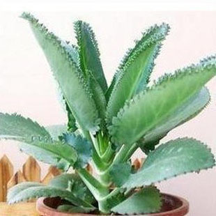 落叶归根 稀少的盆栽花卉l芦荟★植物鲜花 速递成活率100%