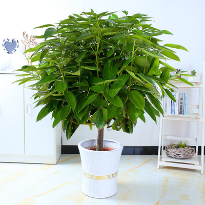 绿植仿真植物盆栽办公室客厅正品热卖,绿植仿真植物盆栽办公室客厅