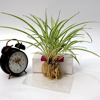 江南.花镜【细叶金心吊兰】水培花卉植物桌面办公室吸甲醛盆栽