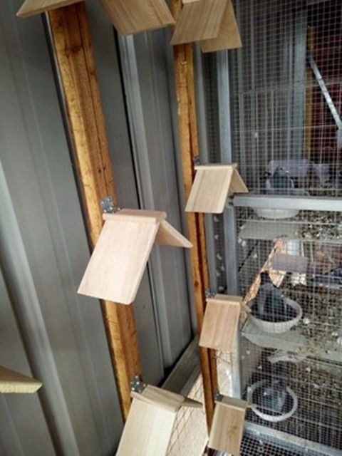 Chim bồ câu đứng đậu chim bồ câu đua chim bồ câu nuôi chim bồ câu cung cấp đồ dùng bằng gỗ nhựa đặc biệt chim bồ câu đứng nghỉ ngơi tổ chim bồ câu - Chim & Chăm sóc chim Supplies