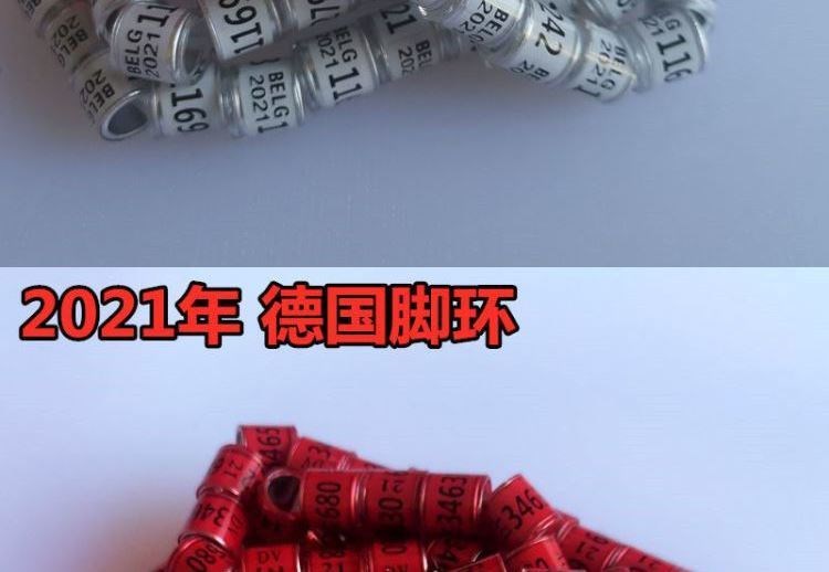 2021 Homing Pigeon Foot Ring Cuộc đua Vòng chân Pigeon Vòng đầu máy Đồng phục đánh dấu Vòng Homing Pigeon Vật dụng gia dụng Vòng kẹp nhựa - Chim & Chăm sóc chim Supplies