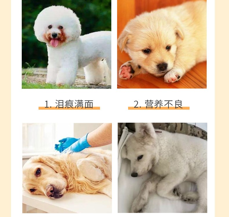 Thức ăn cho chó nhỏ tự nhiên dành cho chó trưởng thành 10kg Teddy VIP Bichon Hiromi thức ăn chủ yếu đặc biệt thức ăn cho chó con 20 kg - Chó Staples