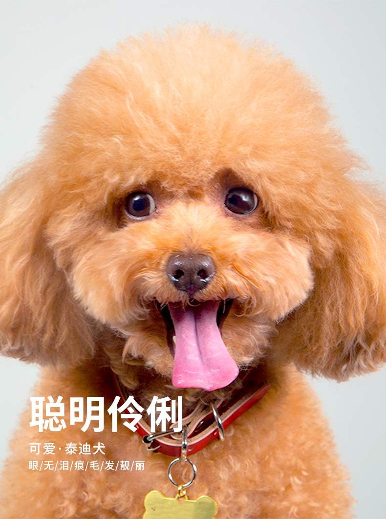 . Thức ăn cho chó Golden Retrievers Teddy Animal Tăng cảm giác thèm ăn và thúc đẩy tăng trưởng - Chó Staples