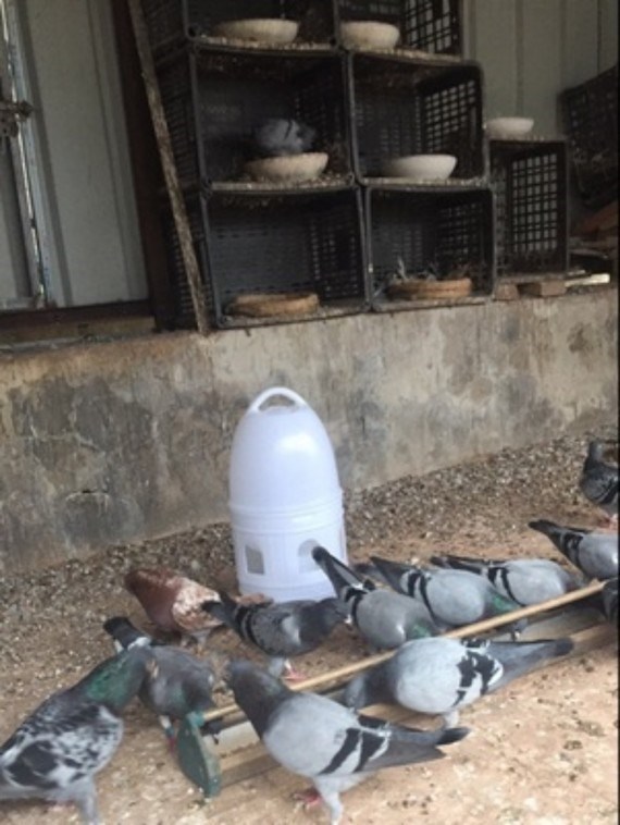 Thiết bị bình nước cho chim Bồ câu trạm nước bình nước cho chim bồ câu thiết bị uống nước máng ăn cho chim bồ câu uống nước chim bồ câu cung cấp cỏ tổ - Chim & Chăm sóc chim Supplies