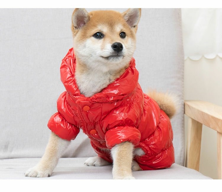 Quần áo chó con bốn chân quần áo mùa thu và mùa đông Teddy Bichon Pomeranian chó con quần áo cho chó nhỏ - Quần áo & phụ kiện thú cưng