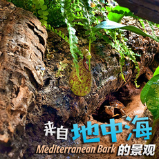 Аксессуары для рептилии 爬虫箱陆龟箱蜥蜴箱l雨林缸地中海原生造景树皮 躲避洞 晒台