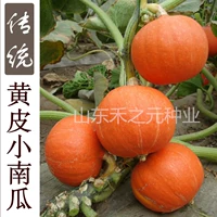 Shouguang Huangpi Little Pumpkin Seeds Seeds Северный северный Южный Китай