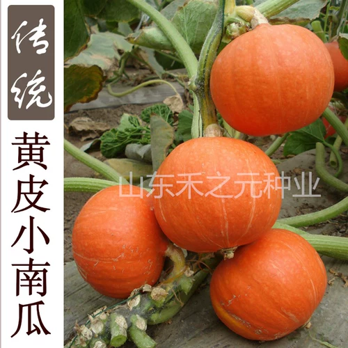 Shouguang Huangpi Little Pumpkin Seeds Seeds Северный северный Южный Китай