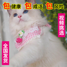 Другие 出售家养可爱粘人其它宠物品种齐全