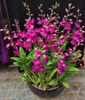 Lanhua New Kangkang Садоводство-западное красное осень Dendrobium-Thailand's Little Red Four Foods No цветы