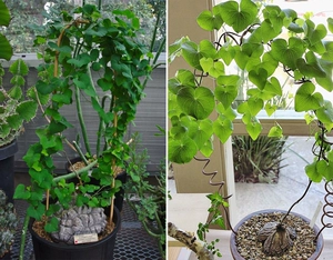 Dioscorea Elephantipes и Dioscorea Rupicola Seeds