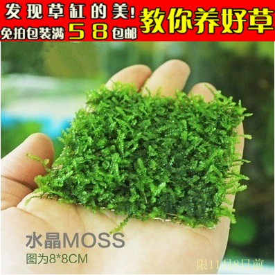 Живая водяная водоросль самоокультивация Crystal Mosh/Moss Waterweed/Moss Moss/8*8